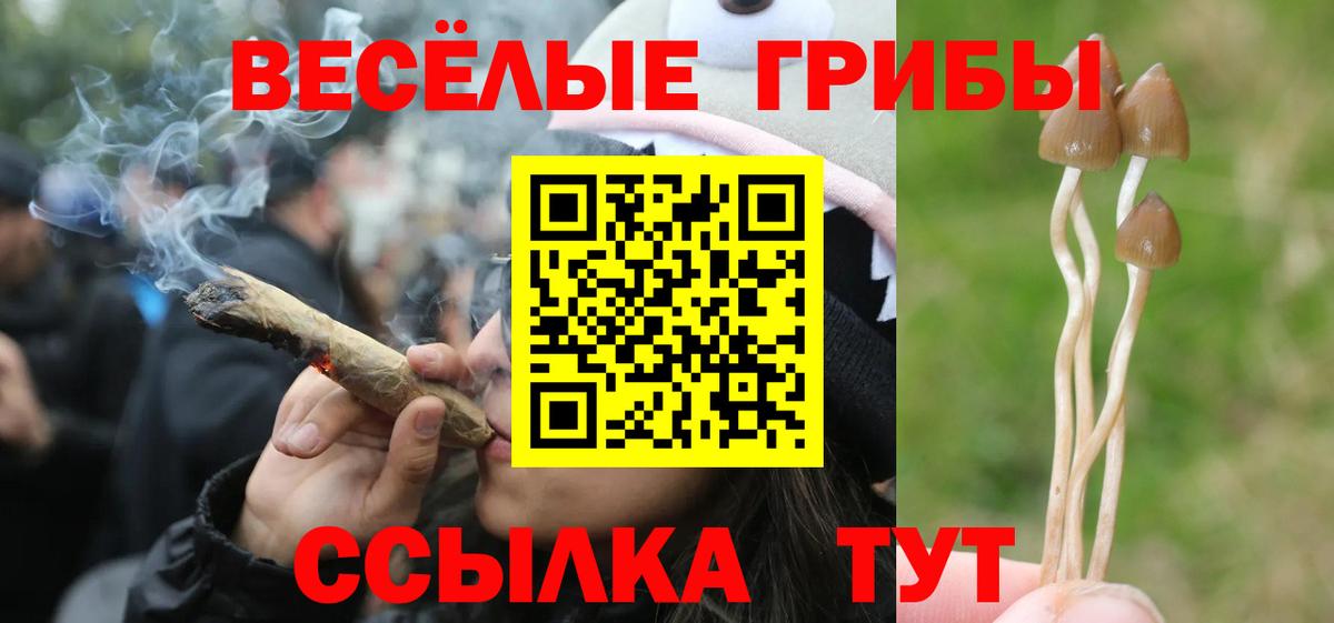 Псилоцибиновые грибы Psilocybine cubensis Йошкар-Ола